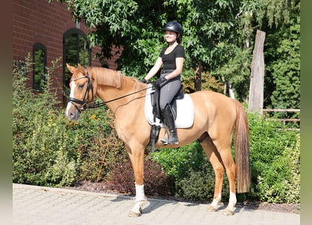 Duitse rijpony, Ruin, 3 Jaar, 154 cm, Falbe