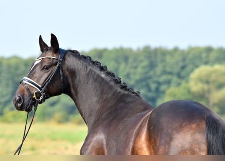 Duitse rijpony, Ruin, 3 Jaar, 155 cm, Donkerbruin