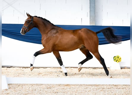 Deutsches Reitpony, Wallach, 3 Jahre, 158 cm, Brauner