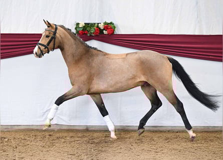 Duitse rijpony, Ruin, 3 Jaar, Buckskin