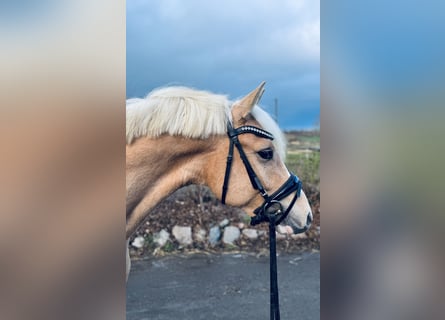 Duitse rijpony, Ruin, 3 Jaar