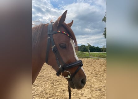 Duitse rijpony, Ruin, 4 Jaar, 136 cm, Vos