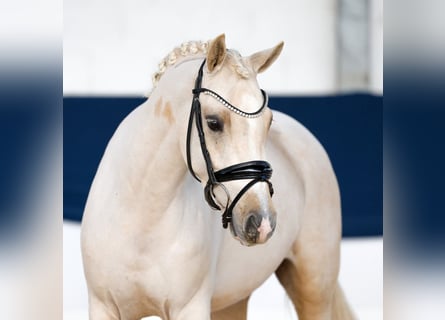 Duitse rijpony, Ruin, 4 Jaar, 140 cm, Palomino