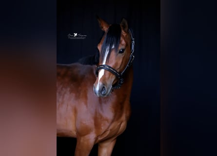 Duitse rijpony, Ruin, 4 Jaar, 145 cm, Bruin