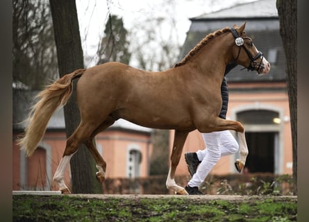 Duitse rijpony, Ruin, 4 Jaar, 145 cm, Vos