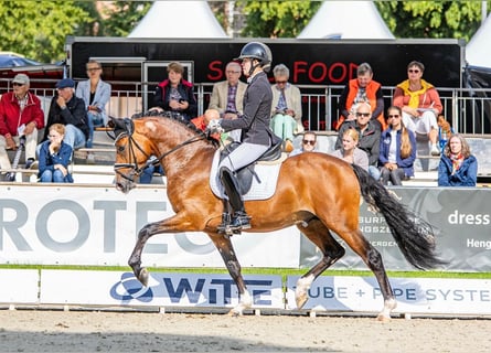 Duitse rijpony, Ruin, 4 Jaar, 146 cm, Bruin