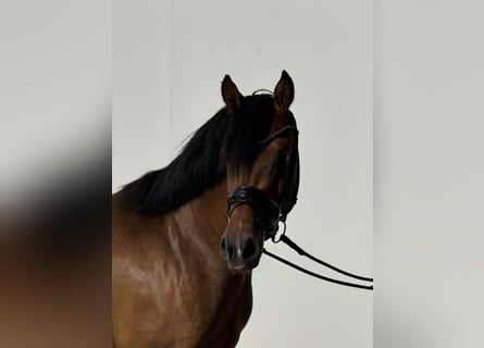 Duitse rijpony, Ruin, 4 Jaar, 146 cm, Bruin