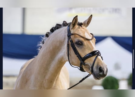 Duitse rijpony, Ruin, 4 Jaar, 146 cm, Buckskin