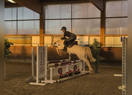 Duitse rijpony, Ruin, 4 Jaar, 146 cm, Cremello
