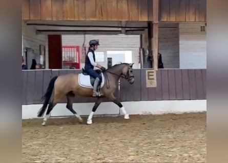 Duitse rijpony, Ruin, 4 Jaar, 146 cm, Falbe