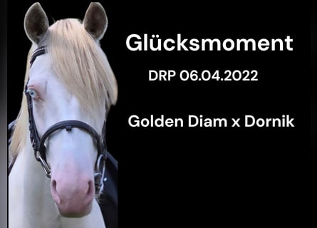 Duitse rijpony, Ruin, 4 Jaar, 146 cm, Perlino