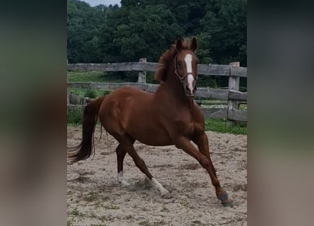 Duitse rijpony, Ruin, 4 Jaar, 146 cm, Vos