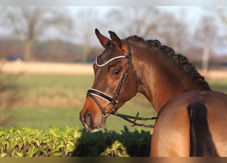 Duitse rijpony, Ruin, 4 Jaar, 147 cm, Bruin