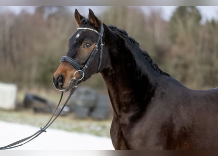 Duitse rijpony, Ruin, 4 Jaar, 147 cm, Donkerbruin