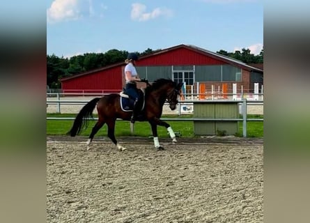 Duitse rijpony, Ruin, 4 Jaar, 147 cm, Donkerbruin