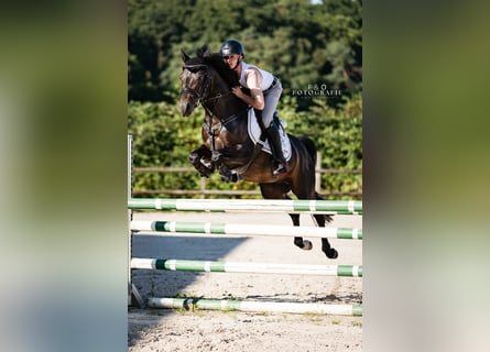 Duitse rijpony, Ruin, 4 Jaar, 147 cm, Donkerbruin