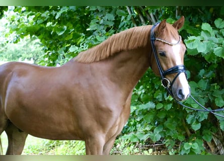 Duitse rijpony, Ruin, 4 Jaar, 147 cm, Donkere-vos