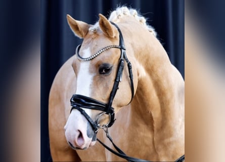 Duitse rijpony, Ruin, 4 Jaar, 147 cm, Palomino