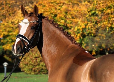 Duitse rijpony, Ruin, 4 Jaar, 147 cm, Vos