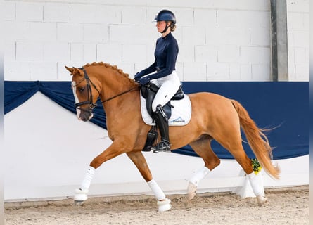 Duitse rijpony, Ruin, 4 Jaar, 147 cm, Vos
