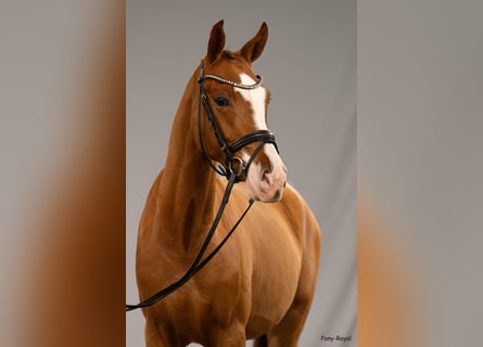 Duitse rijpony, Ruin, 4 Jaar, 147 cm, Vos