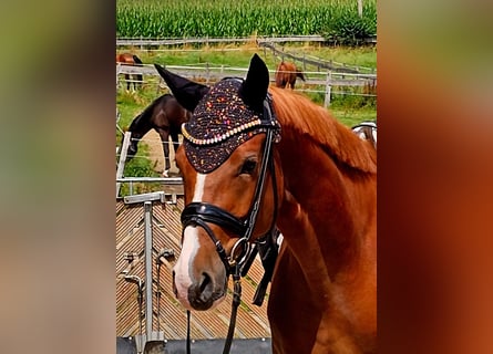 Duitse rijpony, Ruin, 4 Jaar, 147 cm, Vos