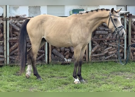 Duitse rijpony, Ruin, 4 Jaar, 148 cm, Buckskin