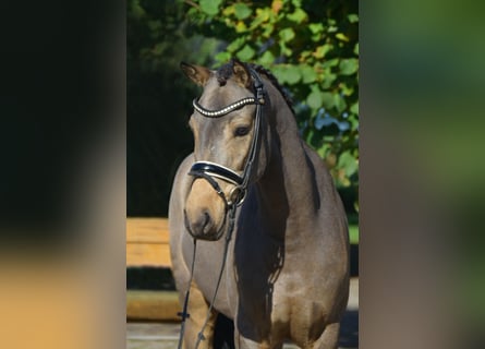 Duitse rijpony, Ruin, 4 Jaar, 148 cm, Falbe