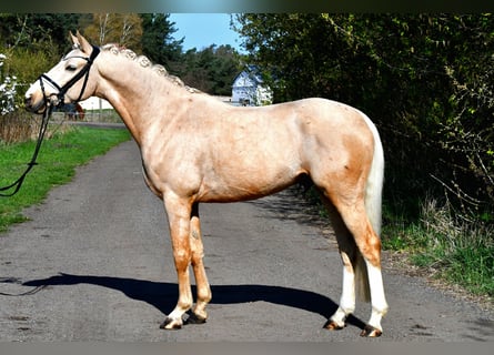 Duitse rijpony, Ruin, 4 Jaar, 148 cm, Palomino