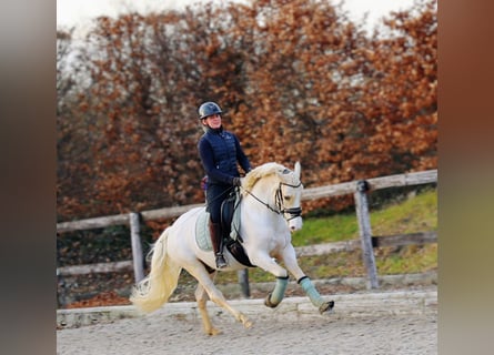 Duitse rijpony, Ruin, 4 Jaar, 148 cm, Palomino