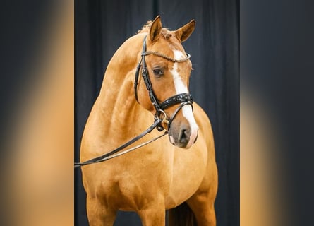 Duitse rijpony, Ruin, 4 Jaar, 148 cm, Red Dun