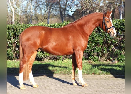 Duitse rijpony, Ruin, 4 Jaar, 148 cm, Vos