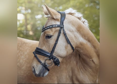 Duitse rijpony, Ruin, 4 Jaar, 153 cm, Palomino