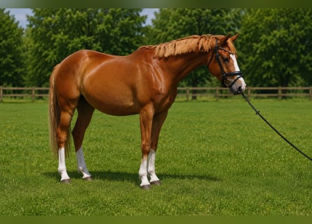Duitse rijpony, Ruin, 4 Jaar, 153 cm, Vos