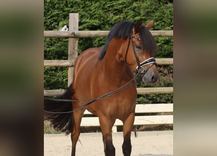 Duitse rijpony, Ruin, 4 Jaar, 154 cm, Bruin