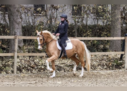 Duitse rijpony, Ruin, 4 Jaar, 154 cm, Palomino