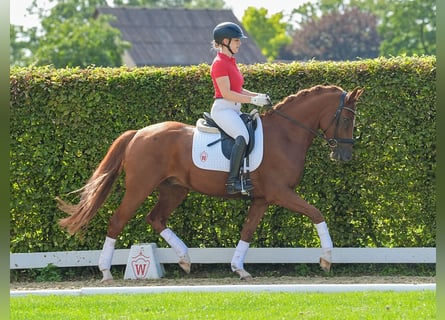 Duitse rijpony, Ruin, 4 Jaar, 157 cm, Vos