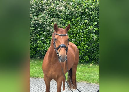 Duitse rijpony Mix, Ruin, 4 Jaar, 157 cm, Vos