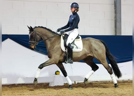 Duitse rijpony, Ruin, 4 Jaar, Donkerbruin