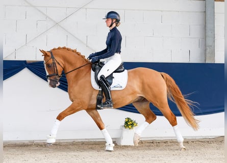 Duitse rijpony, Ruin, 4 Jaar, Vos