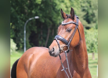 Duitse rijpony, Ruin, 5 Jaar, 142 cm, Bruin