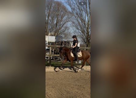 Duitse rijpony, Ruin, 5 Jaar, 143 cm, Bruin