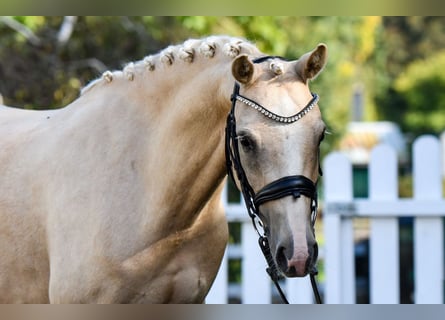 Duitse rijpony, Ruin, 5 Jaar, 143 cm, Palomino