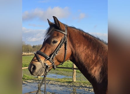 Duitse rijpony, Ruin, 5 Jaar, 144 cm, Bruin