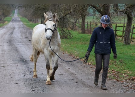 Duitse rijpony, Ruin, 5 Jaar, 144 cm, Schimmel