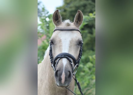 Duitse rijpony, Ruin, 5 Jaar, 145 cm, Palomino