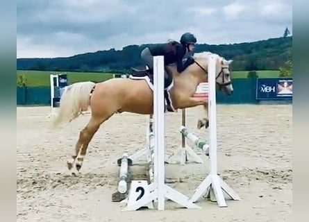 Duitse rijpony, Ruin, 5 Jaar, 145 cm, Palomino