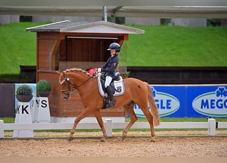 Duitse rijpony, Ruin, 5 Jaar, 146 cm, Vos