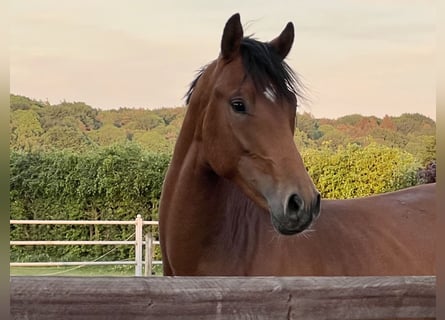 Duitse rijpony, Ruin, 5 Jaar, 147 cm, Bruin