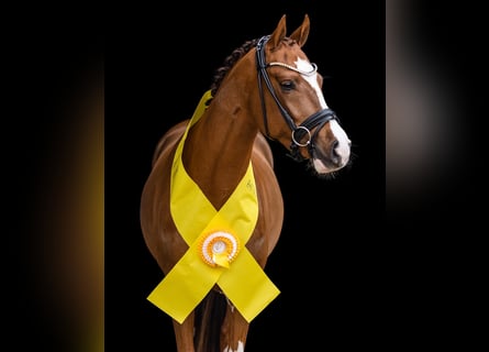 Duitse rijpony, Ruin, 5 Jaar, 147 cm, Donkere-vos